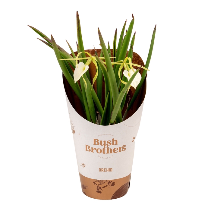 <h4>ORCHIDEEEN OVERIG</h4>