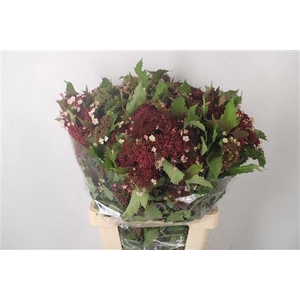Viburnum Op Compactum Red