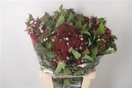 <h4>Viburnum Op Compactum Red</h4>