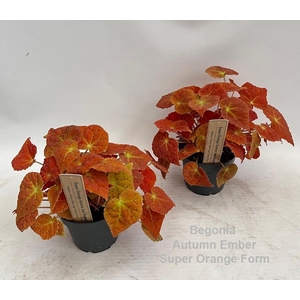 Begonia Autumn Ember Super Orange Form 12cm