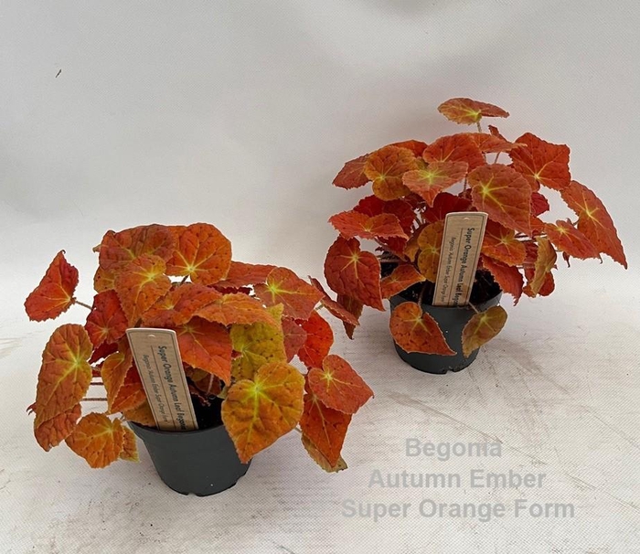 <h4>Begonia Autumn Ember Super Orange Form 12cm</h4>