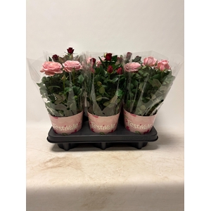 KAMERPL BLOEIEND GEM