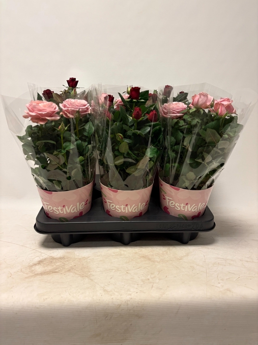 <h4>KAMERPL BLOEIEND GEM</h4>