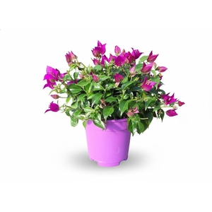 Bougainvillea overig