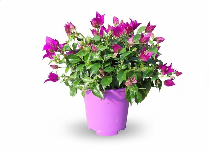 <h4>Bougainvillea overig</h4>