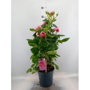 Rosa FL 'Pearl Select'