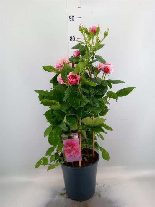 <h4>Rosa FL 'Pearl Select'</h4>