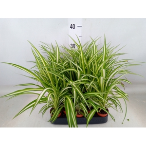 Chlorophytum cos. 'Atlantic'