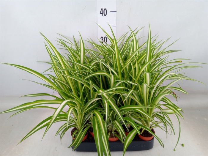 <h4>Chlorophytum cos. 'Atlantic'</h4>