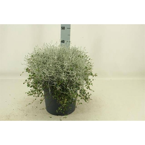 LEUCOPH BROWNII/MUEHLENBECKIA P27