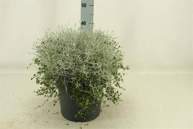 <h4>LEUCOPH BROWNII/MUEHLENBECKIA P27</h4>