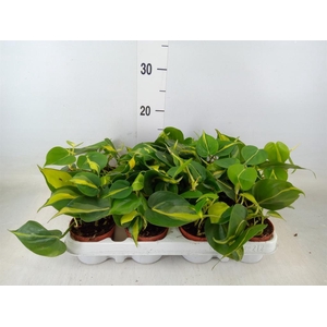 Philodendron scand. 'Brasil'