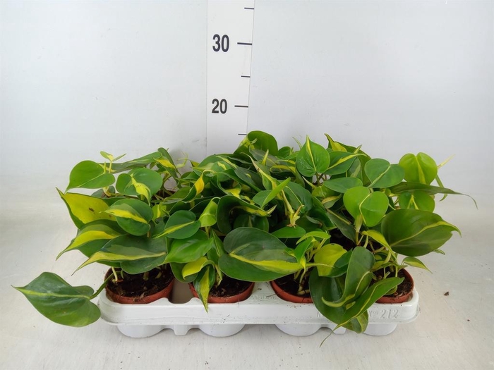 <h4>Philodendron scand. 'Brasil'</h4>