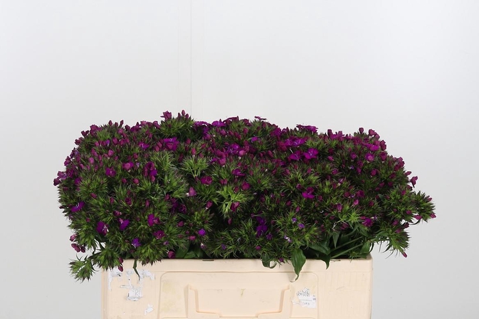 <h4>Di Barb Am Neon Purple</h4>