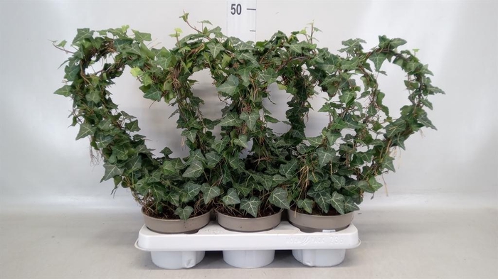 <h4>Hedera hibernica</h4>