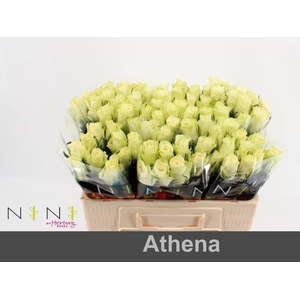 Rosa large athena