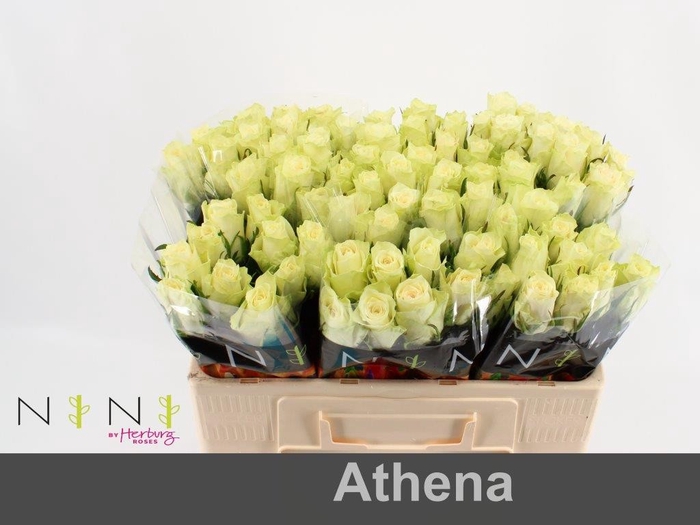 <h4>Rosa large athena</h4>