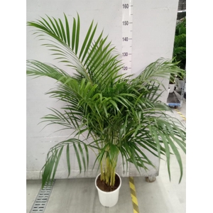 Dypsis lutescens   ...Chrysalidoca