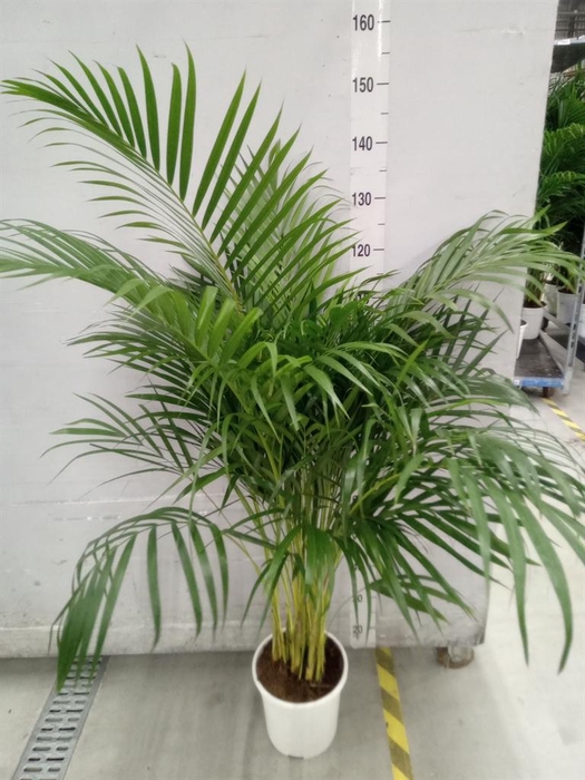<h4>Dypsis lutescens   ...Chrysalidoca</h4>