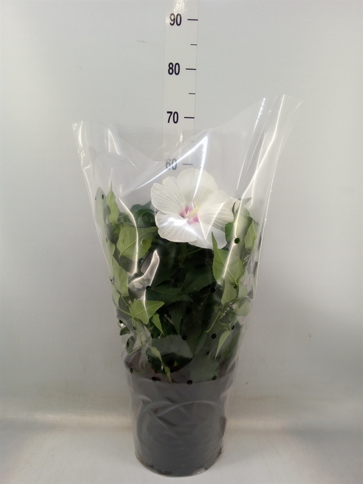 <h4>Hibiscus mosch. 'Guido White Eye'</h4>