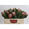 Protea Susara