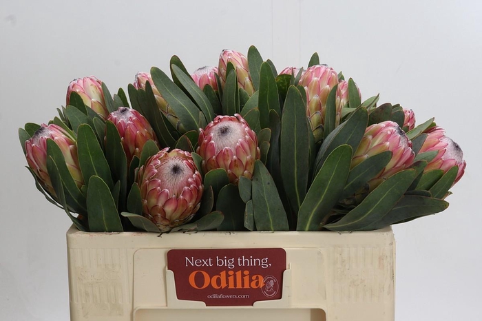 <h4>Protea Susara</h4>