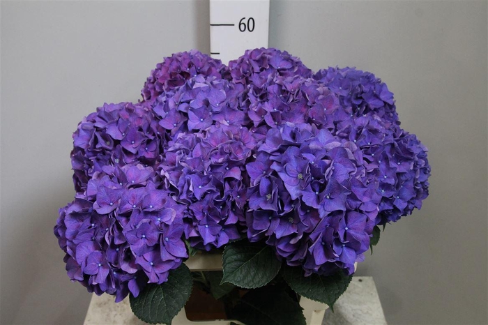 <h4>Hydr M Rodeo Pa</h4>