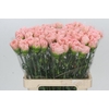 Dianthus St Lege Marrone
