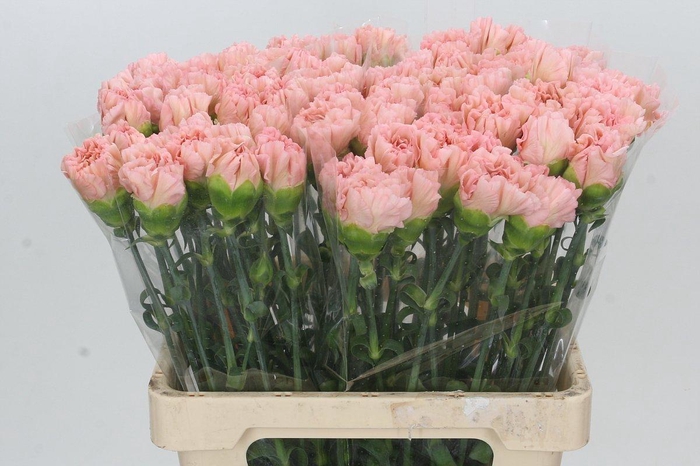 <h4>Dianthus St Lege Marrone</h4>