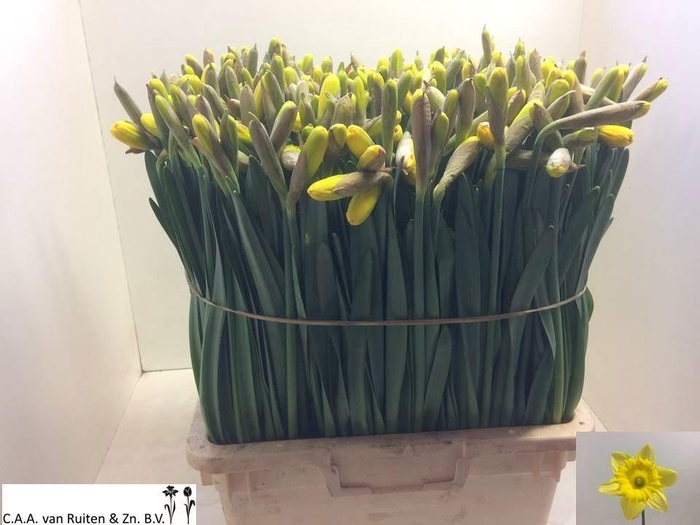 <h4>NARC T DUTCH MASTER</h4>