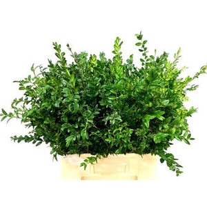 Buxus Semp Bunch