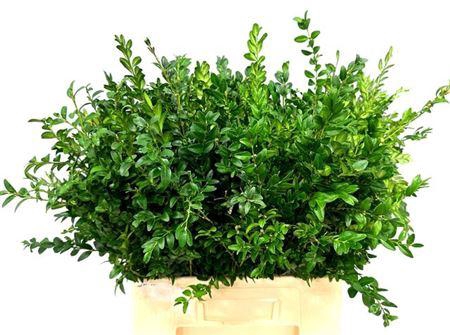 <h4>Buxus Semp Bunch</h4>