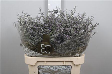 <h4>Lim Misty Blue</h4>