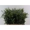 Euca Parvifolia 300gr P Bunch