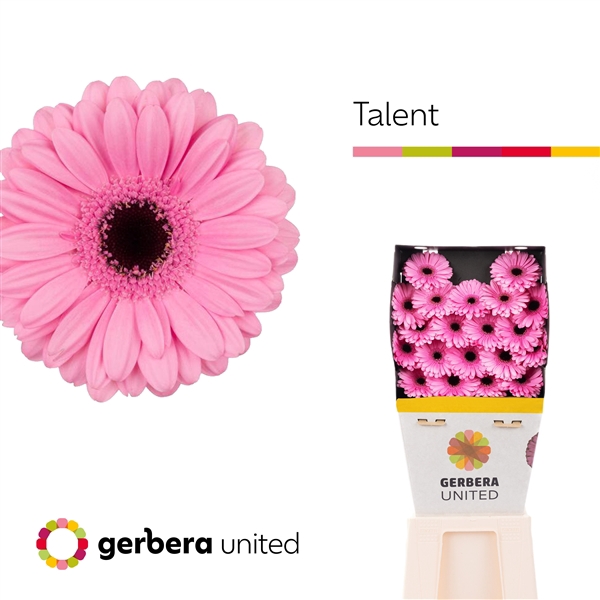 <h4>Ge Mi Talent Diamond United</h4>