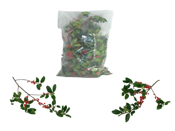 Hulst Rode Bes (3kg Per Zak)