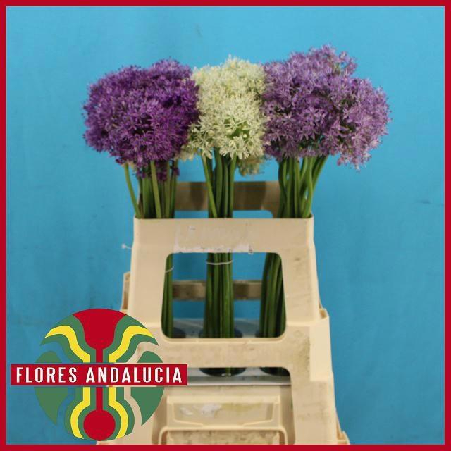 <h4>ALLIUM KLEINBLOEMIG</h4>