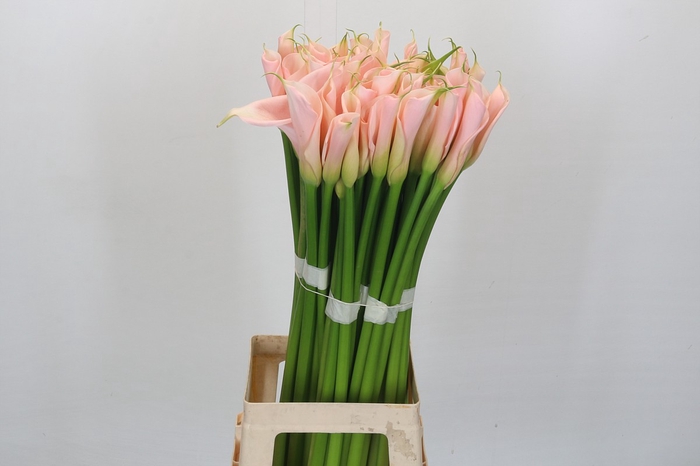 Zantedeschia Eydolls Salmon