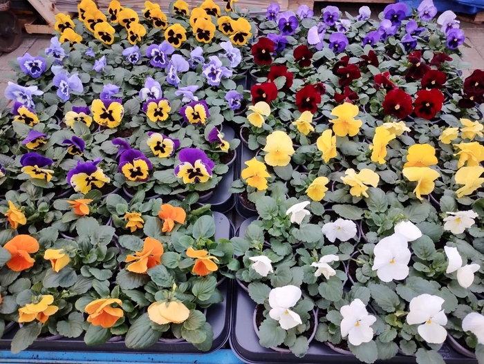 <h4>VIO WI DELTA MIXK</h4>