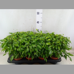 Ficus benja. 'Green Kinky'