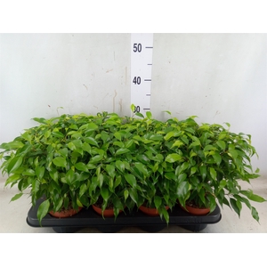 Ficus benja. 'Green Kinky'