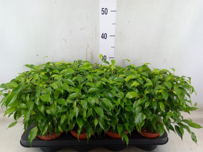 <h4>Ficus benja. 'Green Kinky'</h4>