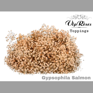 GYPS PA SALMON