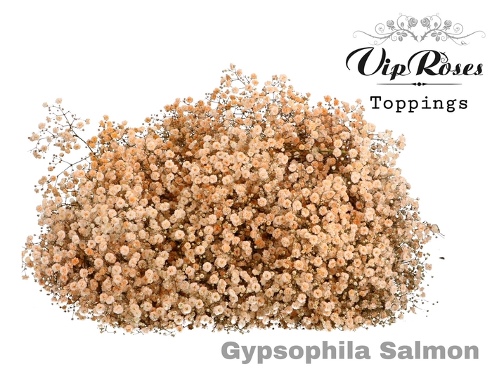 <h4>Gyps Pa Salmon</h4>