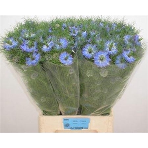 Nigella D Mystry Blue