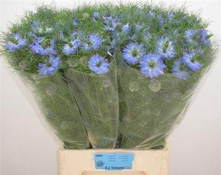 <h4>Nigella D Mystry Blue</h4>