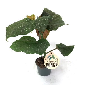 BEGONIA X CORALLINA P12 CORALLINA WING