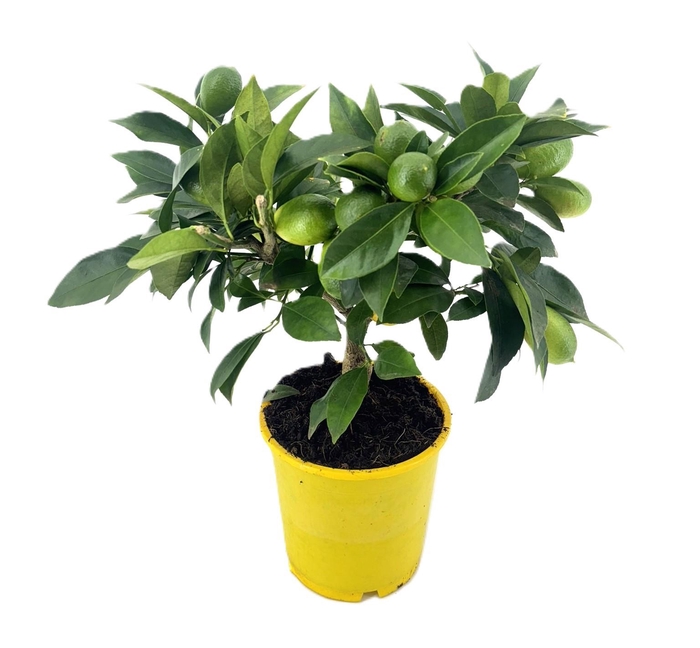 <h4>Citrus limequat</h4>