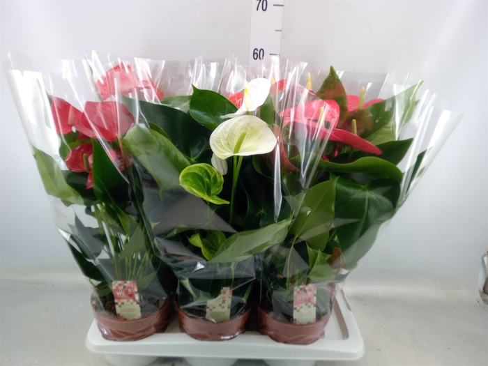 <h4>Anthurium   ...mix 4</h4>