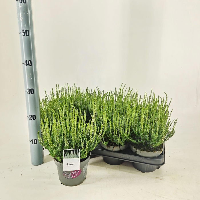 <h4>Calluna vulg. 'Elisa' (gg) PBR</h4>
